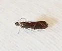 Varneria atrifasciella - Hodges#6030 - photo 4