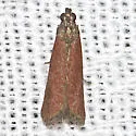 The Little Ruby - Hodges#6029 - Varneria postremella