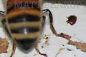 Varroa destructor
