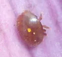 Varroa destructor - photo 2