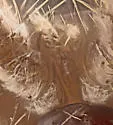 Varroa destructor - photo 3