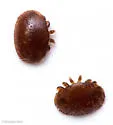 Varroa destructor - photo 4
