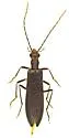 Vasaces elongatus