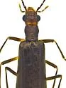 Vasaces elongatus - photo 2