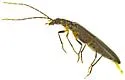 Vasaces elongatus - photo 3
