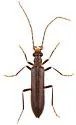 Vasaces elongatus - photo 5