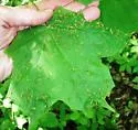 Maple Spindlegall Mite - photo 2