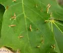 Maple Spindlegall Mite - photo 3