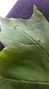 Maple Spindlegall Mite - photo 4