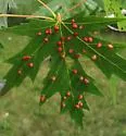 Maple Bladdergall Mite