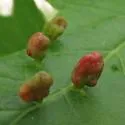 Maple Bladdergall Mite - photo 2