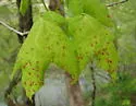 Maple Bladdergall Mite - photo 3