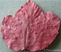 Maple Bladdergall Mite - photo 4