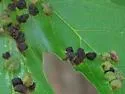 Maple Bladdergall Mite - photo 5