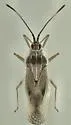 Cassava Lace Bug