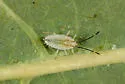 Cassava Lace Bug - photo 2