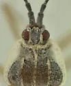Cassava Lace Bug - photo 3