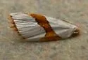 Curve-lined Vaxi - Hodges#5465 - Vaxi auratella