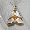 Curve-lined Vaxi - Hodges#5465 - photo 2