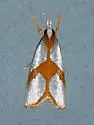 Curve-lined Vaxi - Hodges#5465 - photo 3