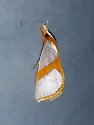 Curve-lined Vaxi - Hodges#5465 - photo 4