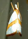 Straight-lined Vaxi - Hodges#5466 - photo 2