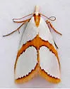 Vaxi nr-auratellus - Hodges#5465.17