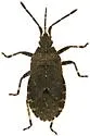 Vazquezitocoris repletus - photo 4