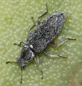 Vectura adspersa