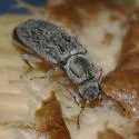 Vectura adspersa - photo 2