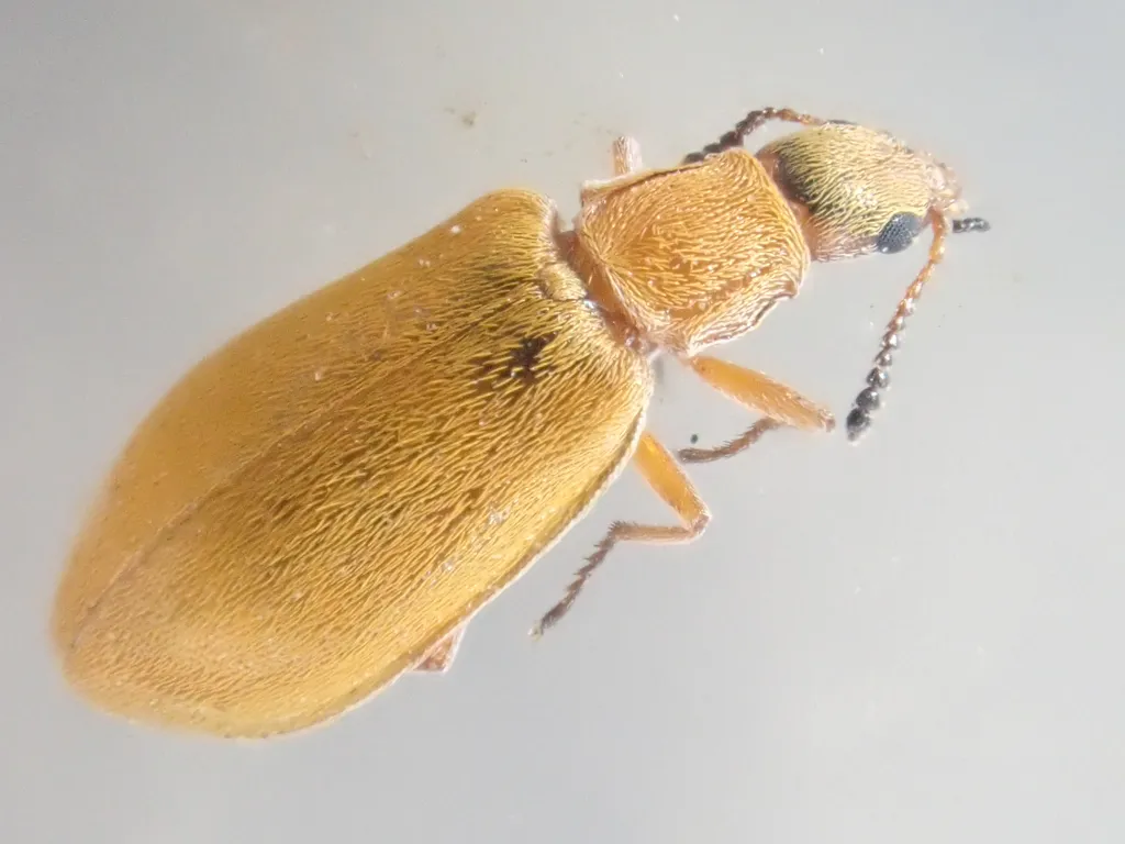 Vectura longiceps - photo 2
