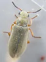 Vectura pseudonycha - Vectura pseudonycha