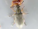 Vectura pseudonycha - photo 2