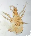 Veigaia nemorensis