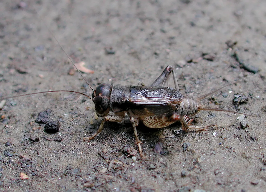 Japanese Burrowing Cricket