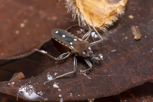 Velia affinis