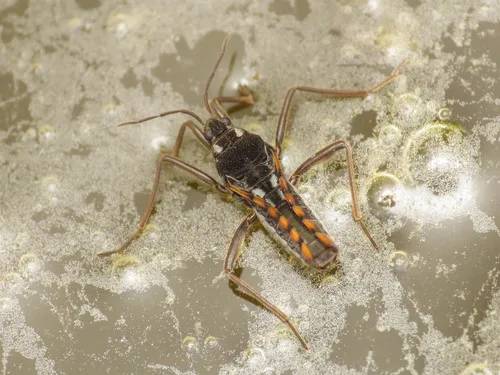 Velia gridellii