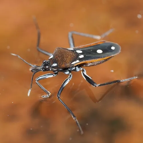 Velia rivulorum