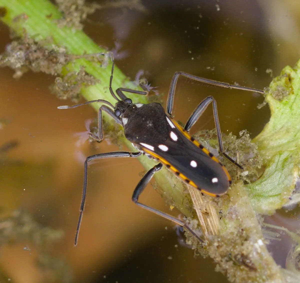 Saul's water cricket - photo 3