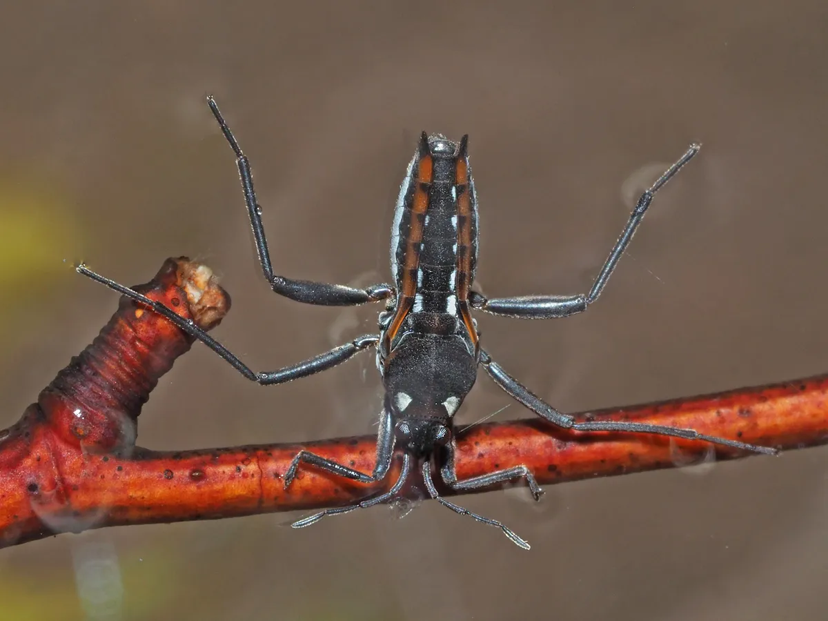 Smaller Water Striders - photo 2