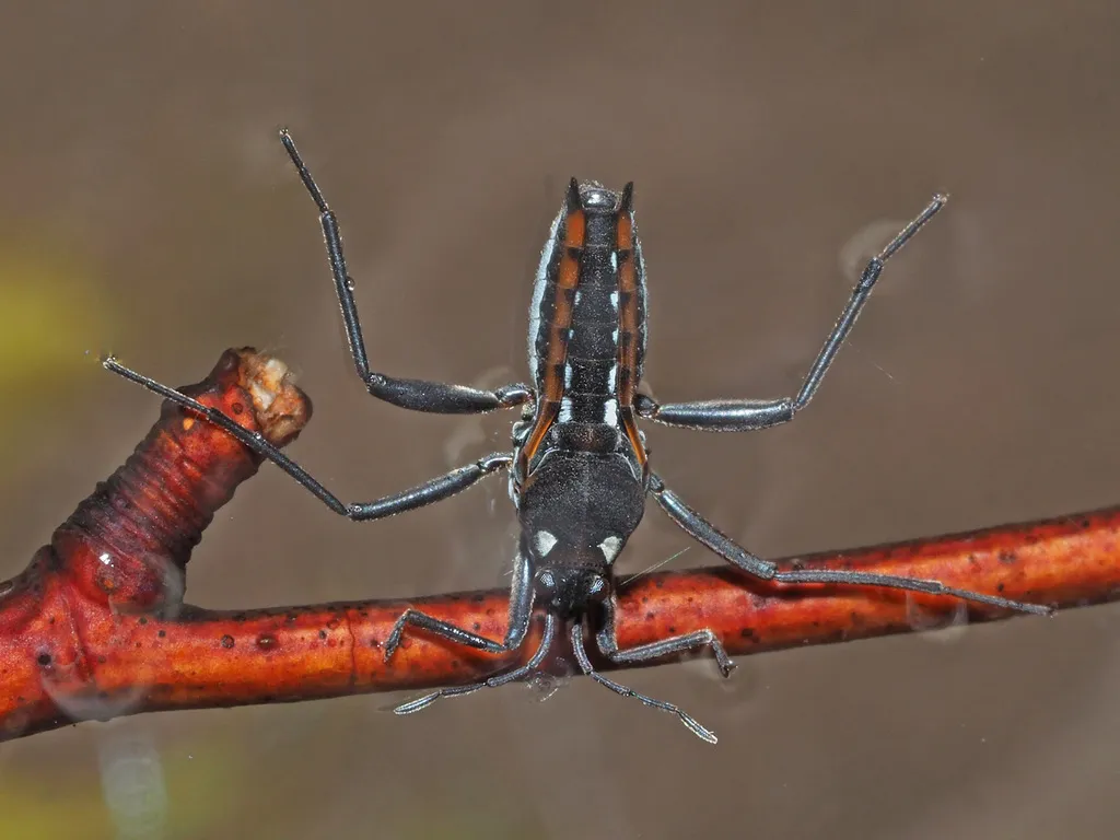 Smaller Water Striders - photo 3