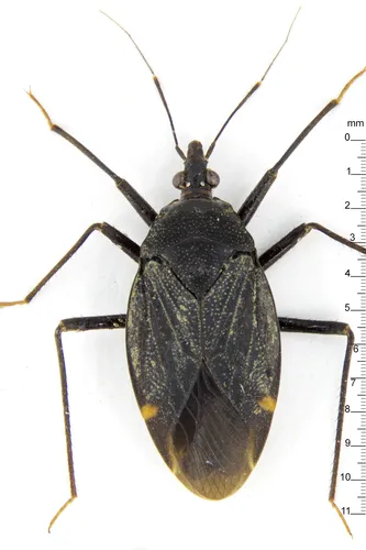 Velocipedidae - Velocipedidae