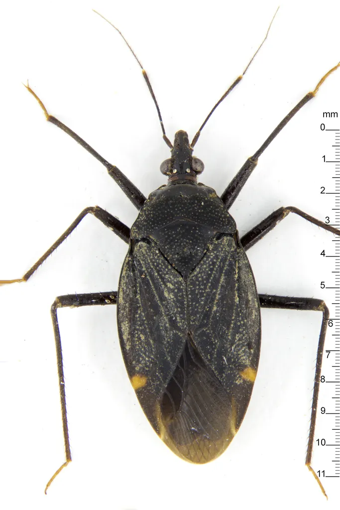 Velocipedidae - photo 2