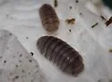 Venezillo arizonicus