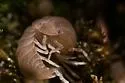 Venezillo microphthalmus - photo 2