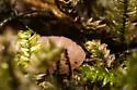Venezillo microphthalmus - photo 3
