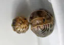 Venezillo parvus - photo 2