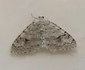 Brown-shaded Carpet - Hodges#7428