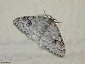 Brown-shaded Carpet - Hodges#7428 - photo 2