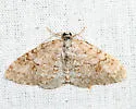 Brown-shaded Carpet - Hodges#7428 - photo 3